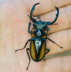 Img4679 — Beetles option 19