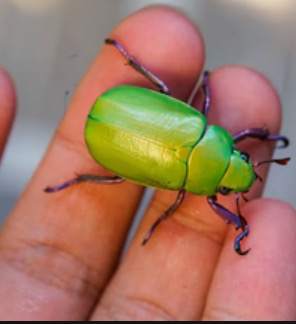 Img4680 — Beetles option 47