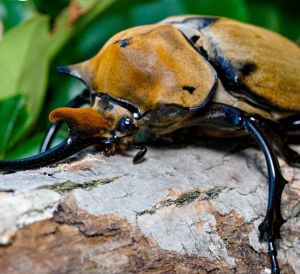 Img4681 — Beetles option 36