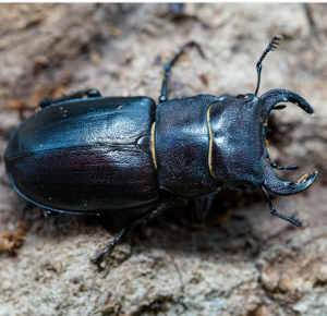 Img4682 — Beetles option 23