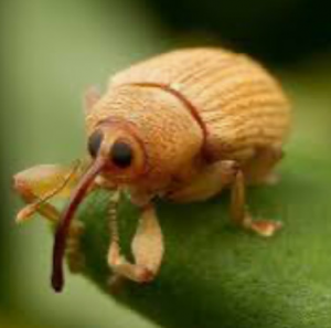 Img4683 — Beetles option 50