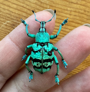 Img4684 — Beetles option 51