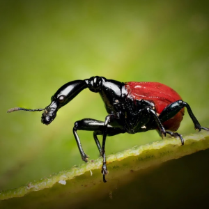 Img4686 — Beetles option 52