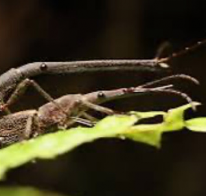 Img4687 — Beetles option 53