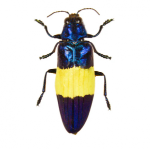 Img4688 — Beetles option 58