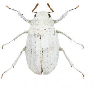 Img4689 — Beetles option 60