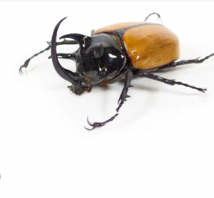 Img4691 — Beetles option 38