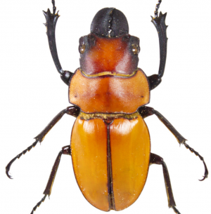 Img4692 — Beetles option 61