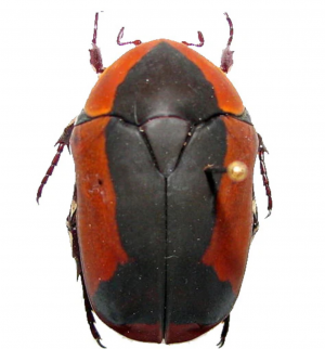 Img4693 — Beetles option 62