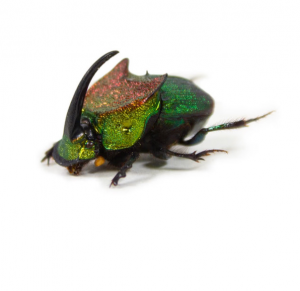 Img4694 — Beetles option 63