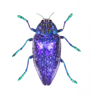 Img4695 — Beetles option 64