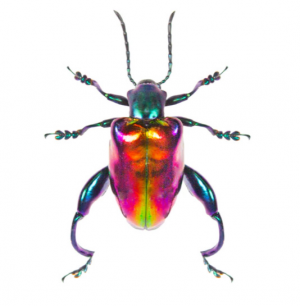Img4696 — Beetles option 65