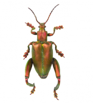 Img4697 — Beetles option 66