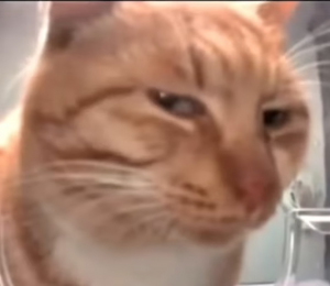 Screenshot2024 05 06 21 03 18 56f9ee0578fe1cc94de7482bd41accb3292 — 2024 memes option 17