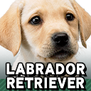 Zzzzz 1789326538ssbrtlnintendogslabrador Retriever — Smash Bros. Switch 2 Roster Builder option 1097
