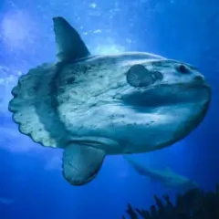 Zzzzz 1767650807mollie Sunfish — sir this is an armand's (group characters!) option 97