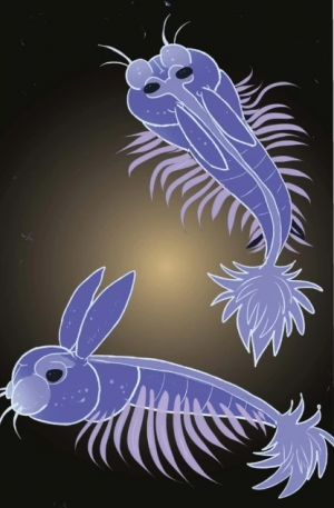 Seabonnies — Bonnie variants (2014-2025) option 76