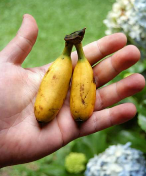Banana Ouro Ou Maa Ou Pratapng — Brazilian food option 4