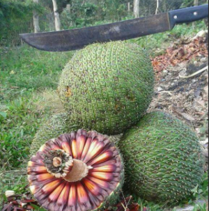 Pinhaopng — Brazilian food option 43