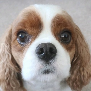Xqlepddw400x400 — PS99 Twitter Community option 86