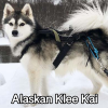 Untitled23720250629223635 — AKC Dog Breeds (Labeled) option 5