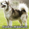 Untitled23720250629223642 — AKC Dog Breeds (Labeled) option 6