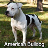 Untitled23720250629223645 — AKC Dog Breeds (Labeled) option 7