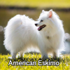 Untitled23720250629223653 — AKC Dog Breeds (Labeled) option 9