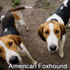 Untitled23720250629223657 — AKC Dog Breeds (Labeled) option 10
