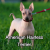 Untitled23720250629223701 — AKC Dog Breeds (Labeled) option 11