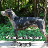 Untitled23720250629223704 — AKC Dog Breeds (Labeled) option 12