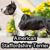 Untitled23720250629223851 — AKC Dog Breeds (Labeled) option 13