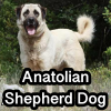 Untitled23720250629224017 — AKC Dog Breeds (Labeled) option 15