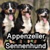 Untitled23720250629224118 — AKC Dog Breeds (Labeled) option 16