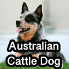 Untitled23720250629224305 — AKC Dog Breeds (Labeled) option 17