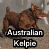 Untitled23720250629224308 — AKC Dog Breeds (Labeled) option 18