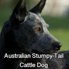Untitled23720250629224352 — AKC Dog Breeds (Labeled) option 19