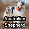 Untitled23720250629224356 — AKC Dog Breeds (Labeled) option 20