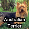 Untitled23720250629224457 — AKC Dog Breeds (Labeled) option 21