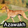 Untitled23720250629224712 — AKC Dog Breeds (Labeled) option 23