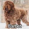 Untitled23720250629224716 — AKC Dog Breeds (Labeled) option 24