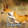 Untitled23720250629224721 — AKC Dog Breeds (Labeled) option 25