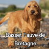 Untitled23720250629224724 — AKC Dog Breeds (Labeled) option 26