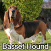 Untitled23720250629224728 — AKC Dog Breeds (Labeled) option 27