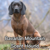 Untitled23720250629224732 — AKC Dog Breeds (Labeled) option 28