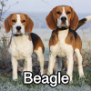 Untitled23720250629224737 — AKC Dog Breeds (Labeled) option 29