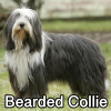Untitled23720250629224741 — AKC Dog Breeds (Labeled) option 30