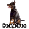 Untitled23720250629224745 — AKC Dog Breeds (Labeled) option 31