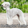 Untitled23720250629224748 — AKC Dog Breeds (Labeled) option 32