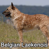 Untitled23720250629224752 — AKC Dog Breeds (Labeled) option 33